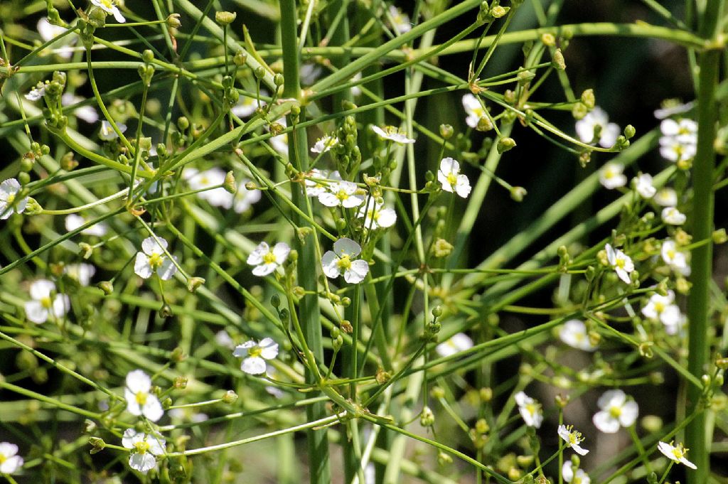 Alisma plantago-aquatica / Mestolaccia